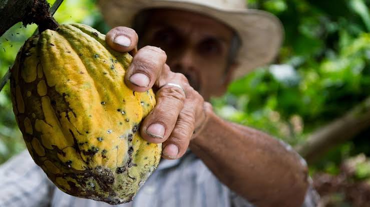 Autris transforma resíduo de cacau da Amazônia em ativo biotecnológico e tira sabonete íntimo do laboratório com registro na Anvisa